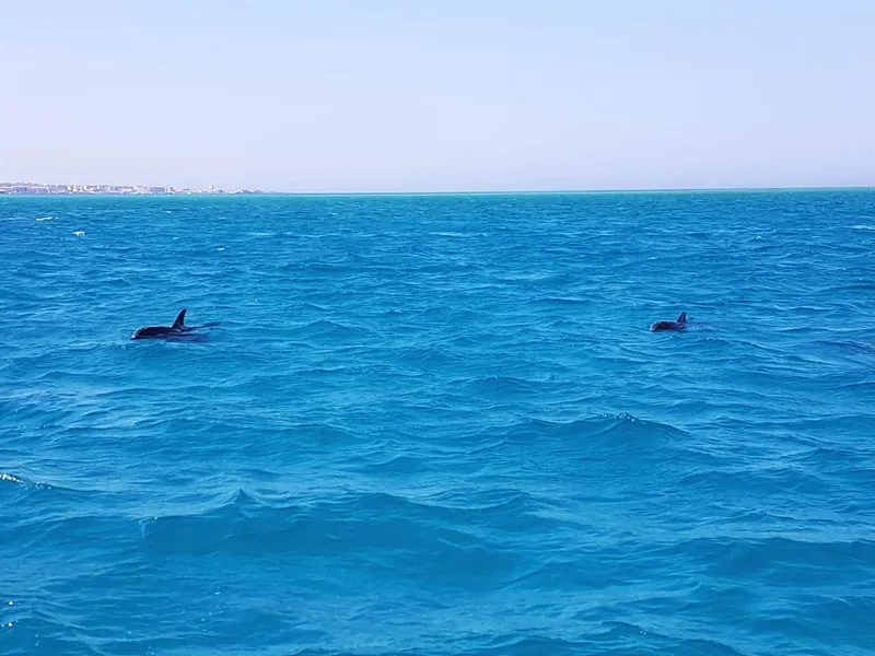 Zdjęcie 3 z 5, Dolphin House, rafa delfinów