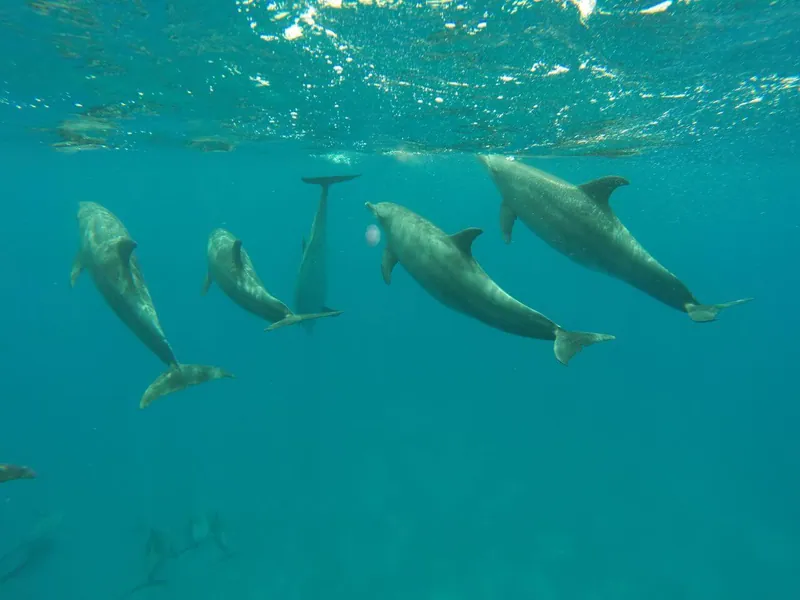 Zdjęcie 5 z 5, Dolphin House, rafa delfinów