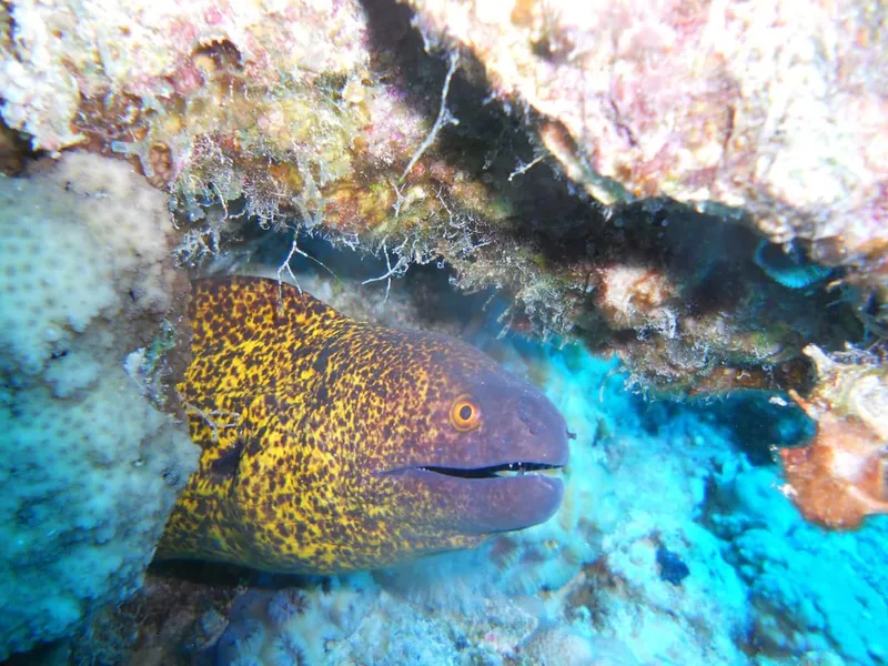 Image 4 of 5, Try diving in the Red Sea